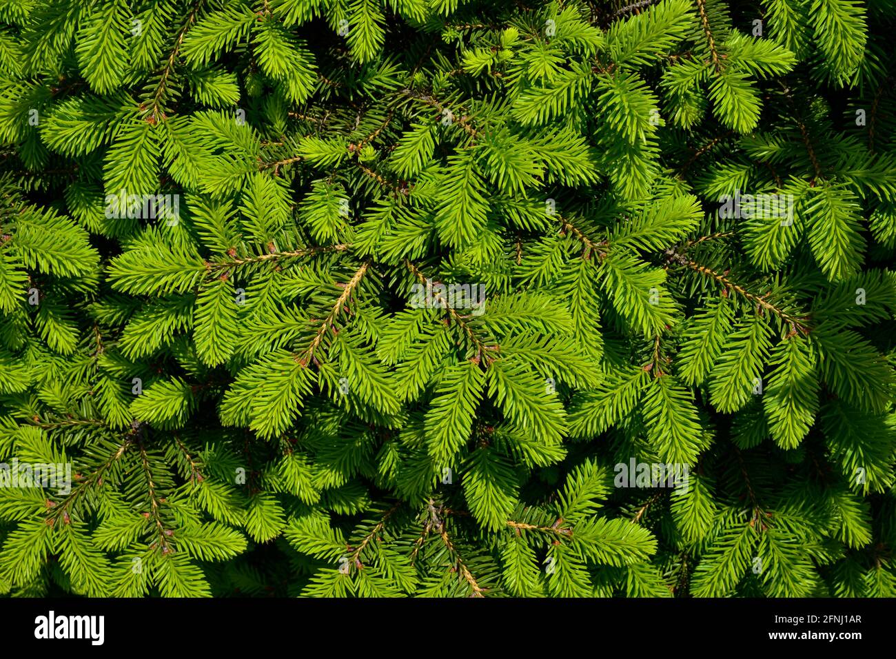 Norway spruce - Picea abies or European spruce with young shoots. Stock Photo