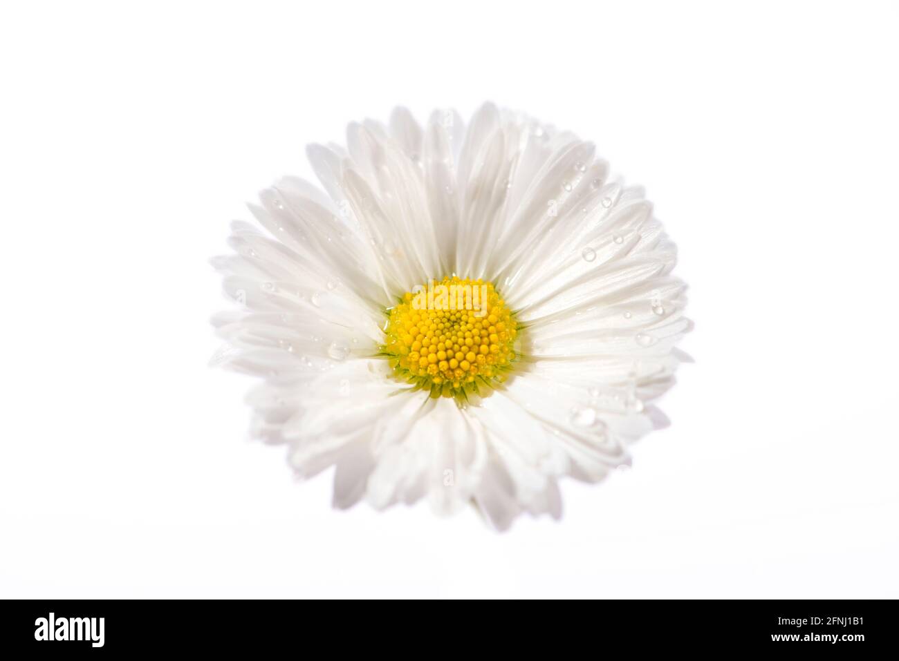 White daisy flower isolated on white background. Close up. Stock Photo