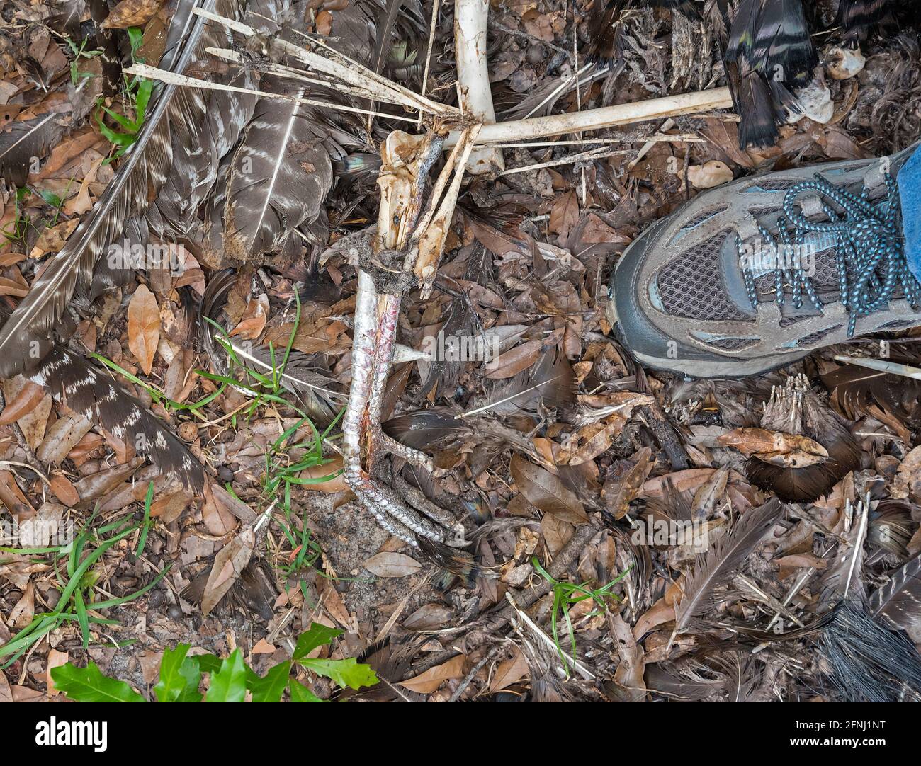 Remains of a wild turkey in a wooded area of North Florida. Stock Photo