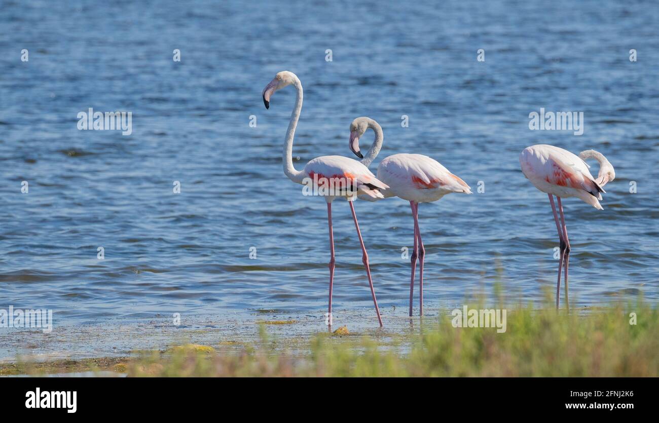 pink flamingos in their natural environment, pond of molentargius, south  sardinia Stock Photo - Alamy