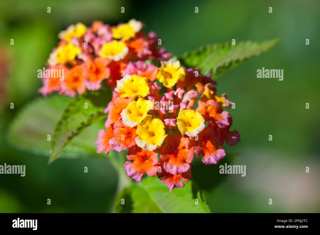 Lantana flower - USA Stock Photo