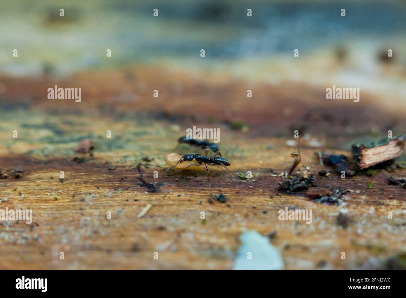 Black carpenter ant moving larva (Camponotus pennsylvanicus) - USA Stock Photo