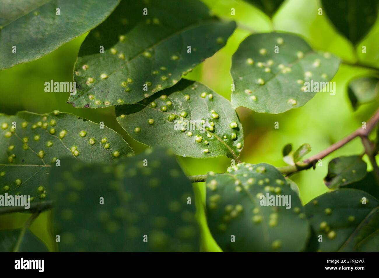 Leaf galls - USA Stock Photo