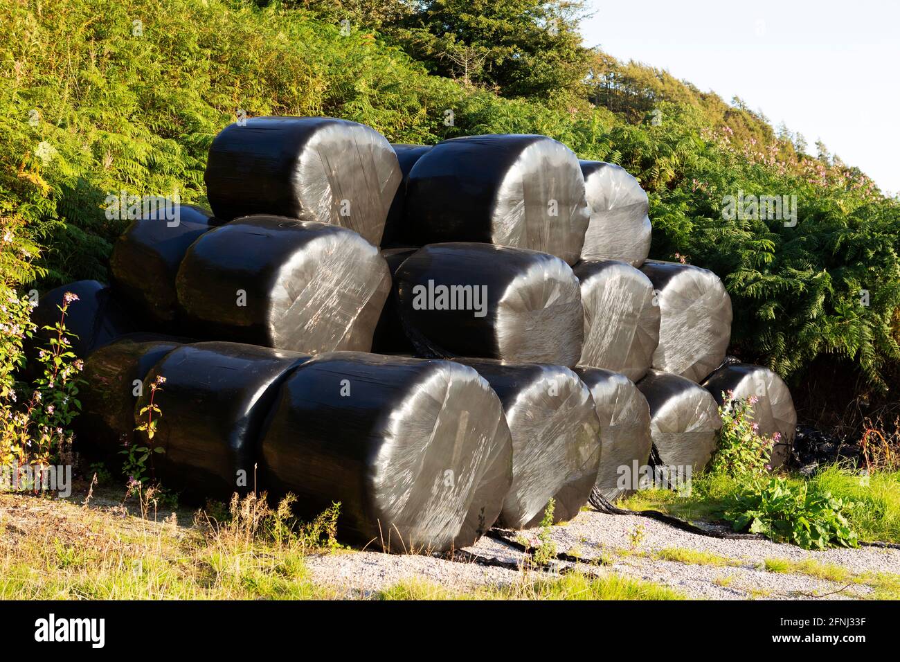 Hay bales wrapped in black plastic in Cumbria, England. The plastic protects the round bales from the elements. Stock Photo