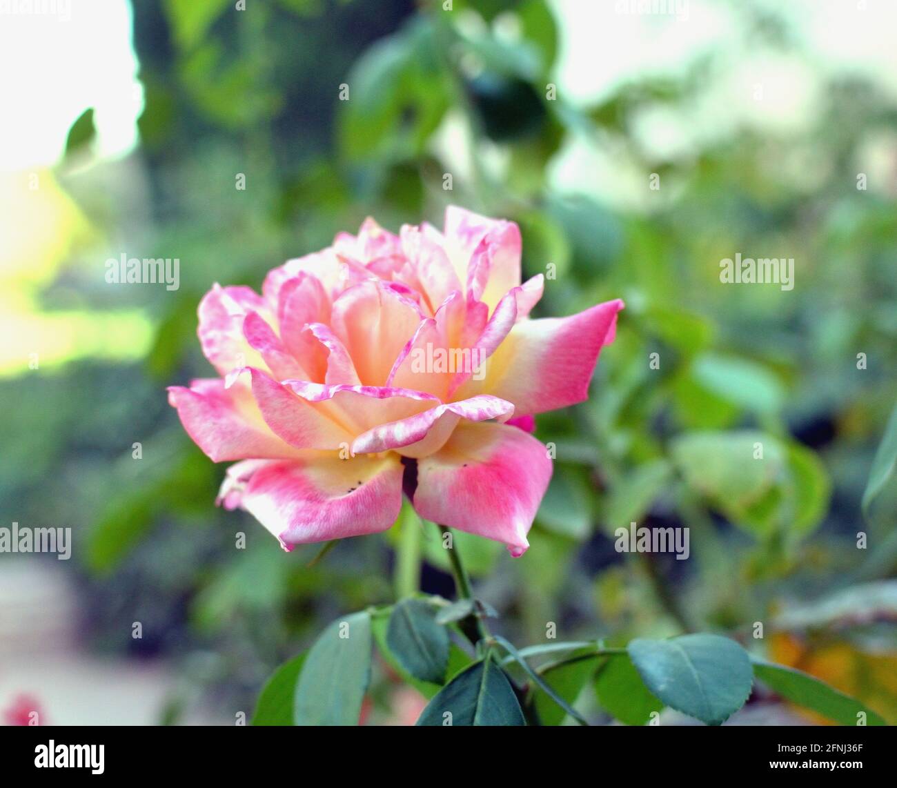 White Rose with Pink Petal Edges in a Summer Garden Stock Photo Alamy