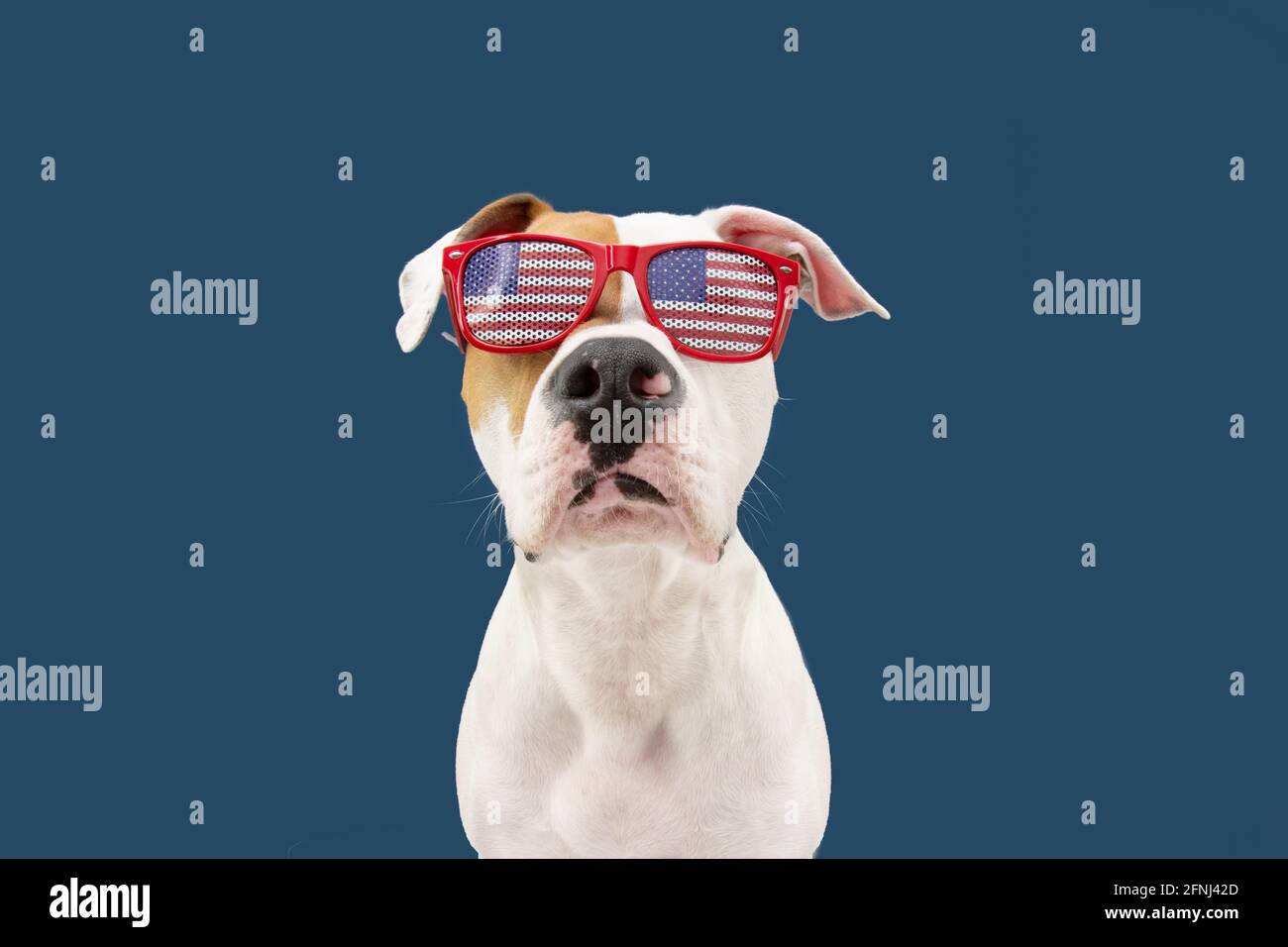 Independence day 4th of july American Staffordshire dog. Isolated on blue background. Stock Photo