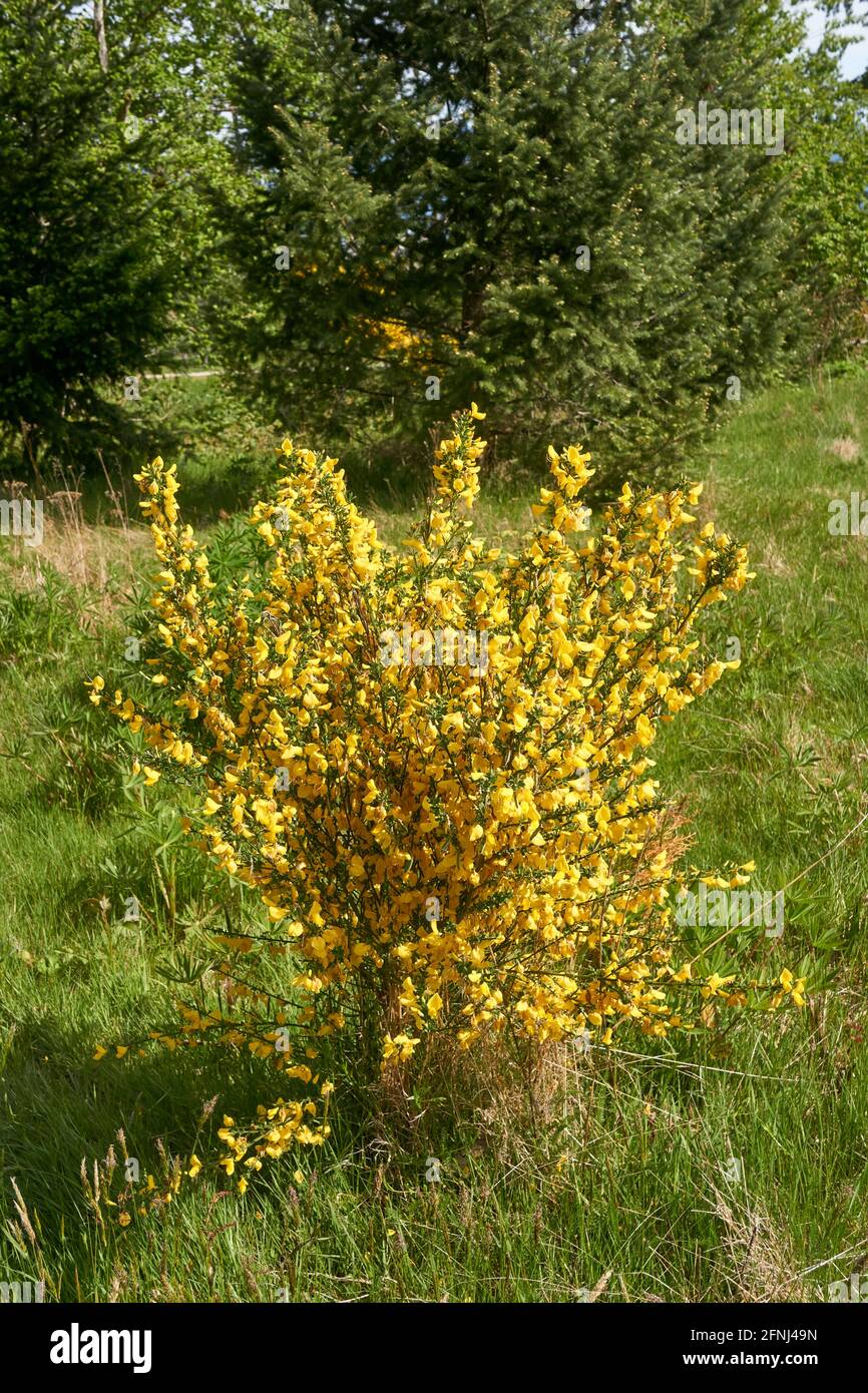 Scotch broom or Cytisus scoparius in Oak Meadows park in Vancouver, British Columbia, Canada Stock Photo