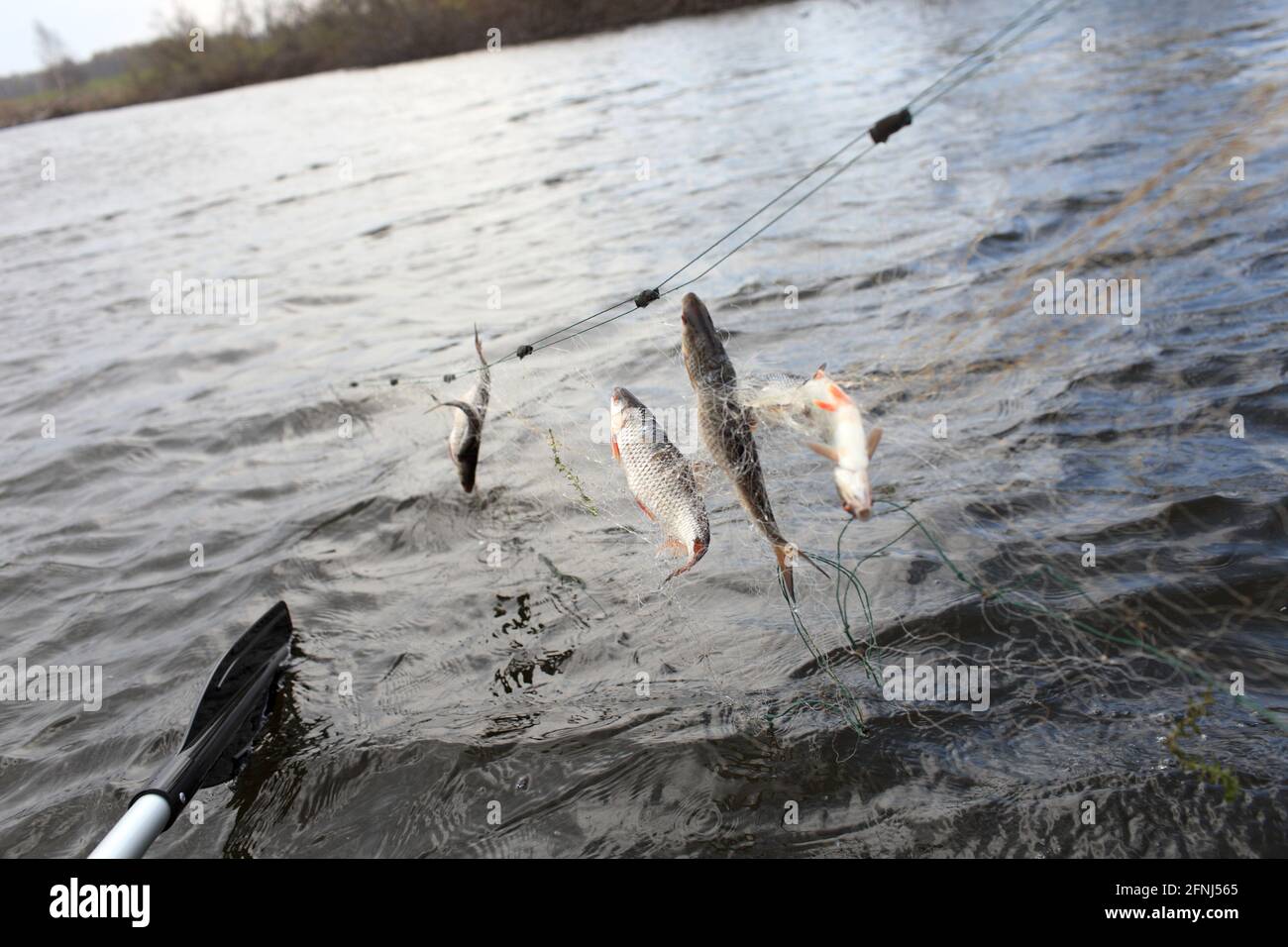 The fresh caught fish in a net on a river Stock Photo Alamy