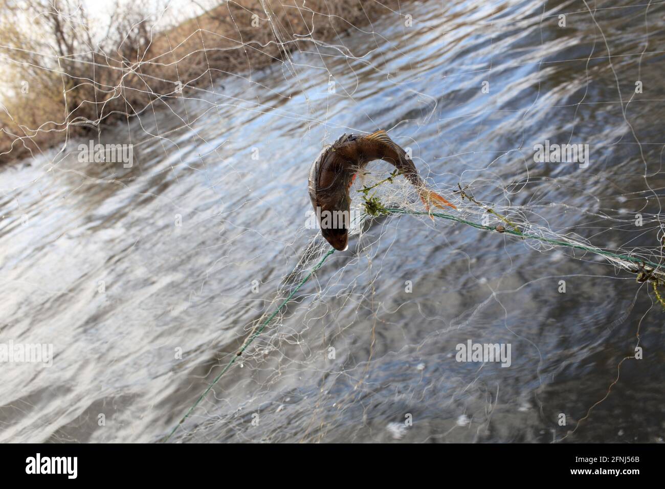 Fishing net with fish in the river Stock Photo - Alamy