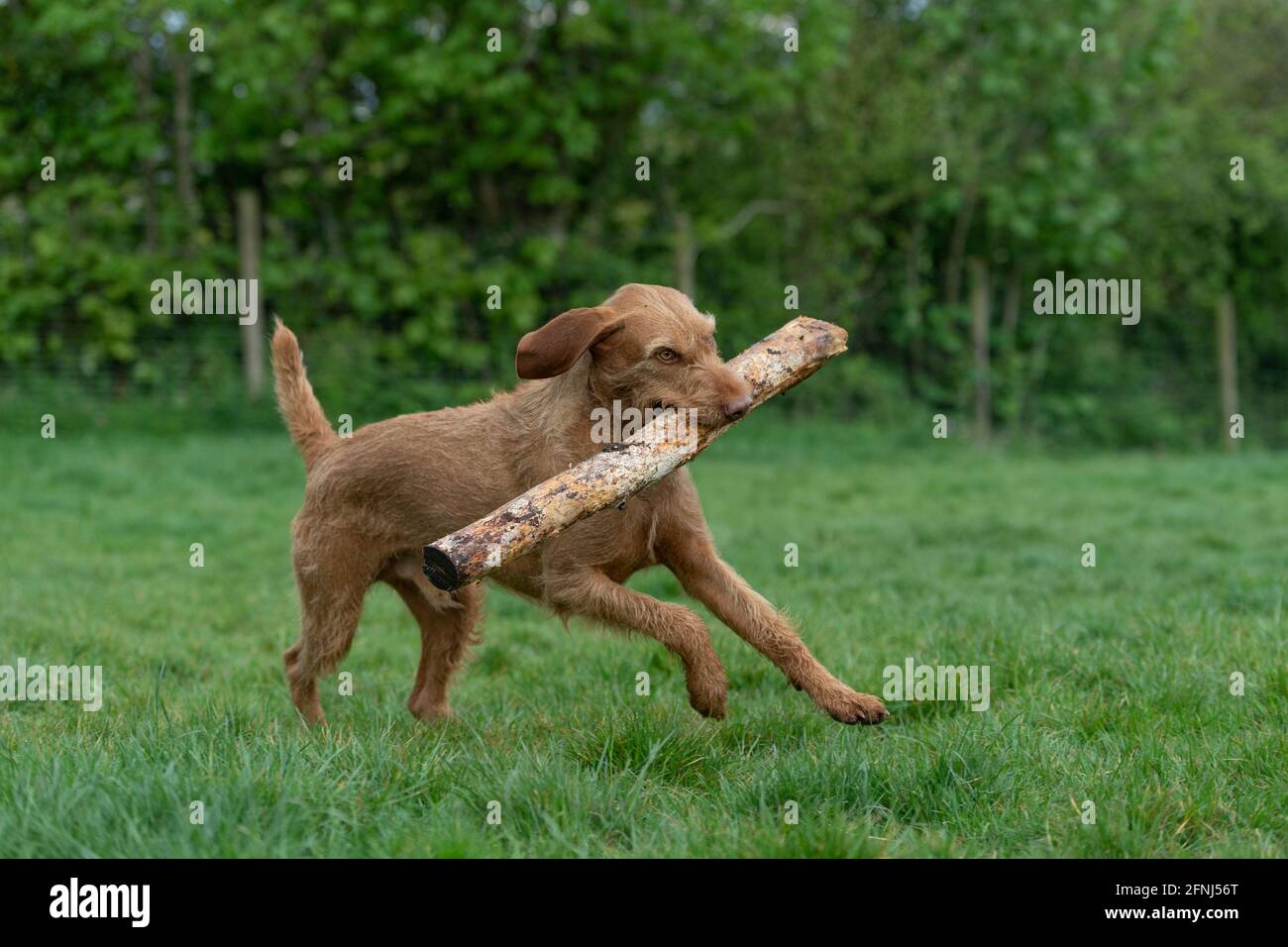 Hungarian Wirehaired vizsla dog carrying a huge stick Stock Photo