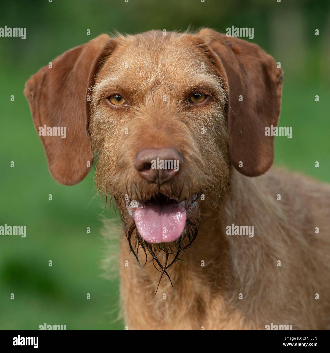 hungarian wirehaired vizsla Stock Photo Alamy