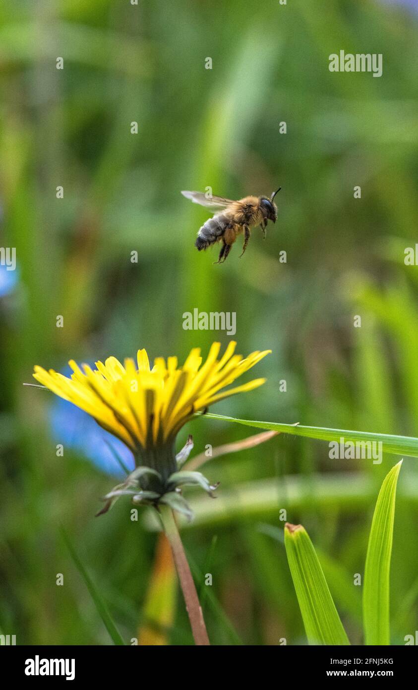 Honey Bee pollinating a Dandelion flower. Stock Photo