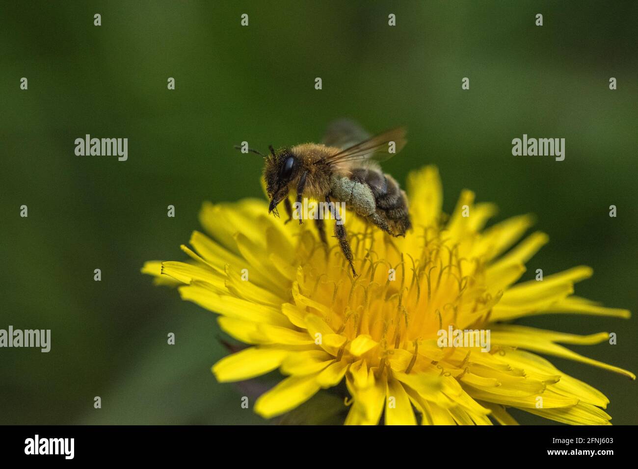 Honey Bee pollinating a Dandelion flower. Stock Photo