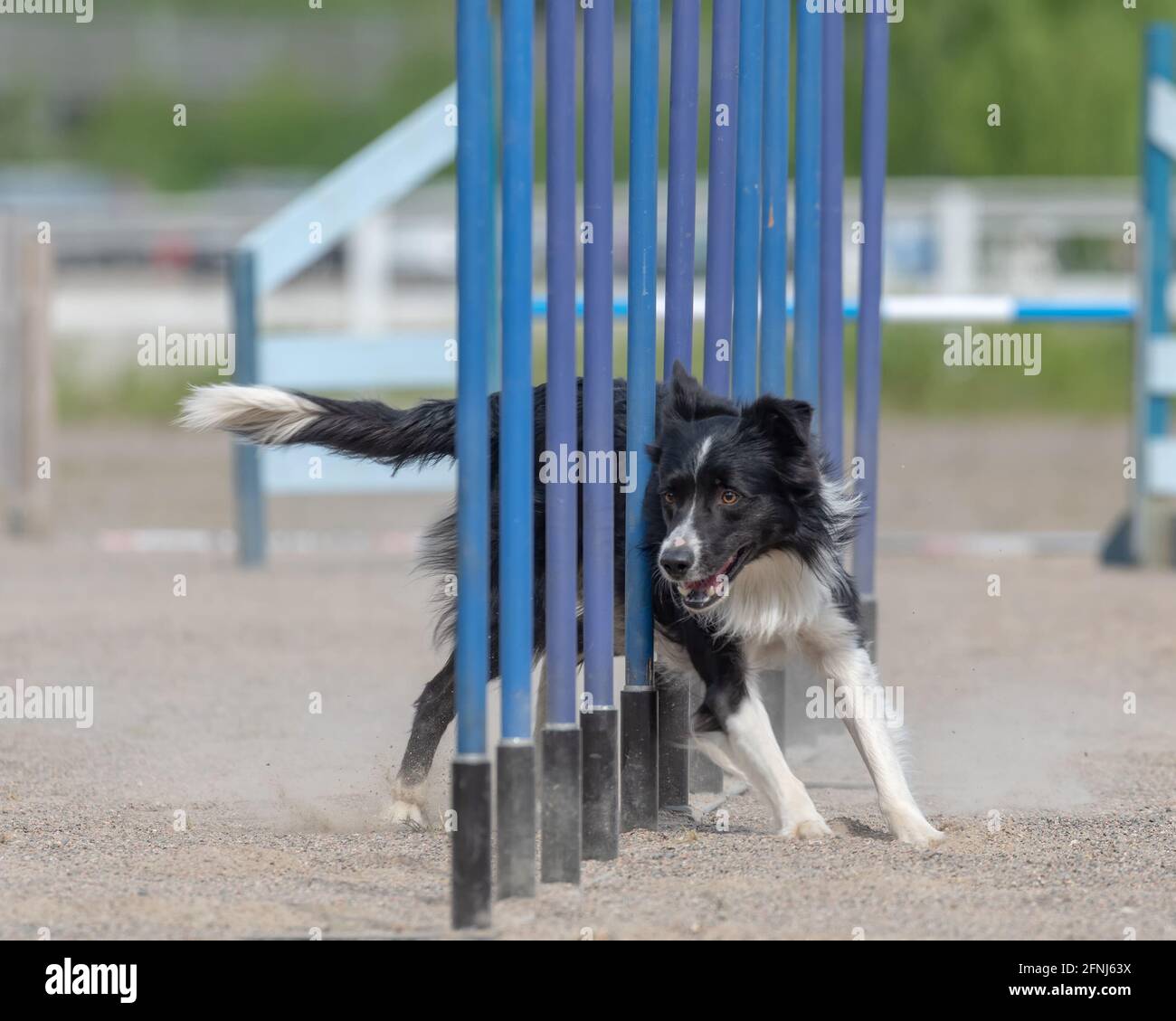 Border Collie doing slalom on dog agility course Stock Photo Alamy