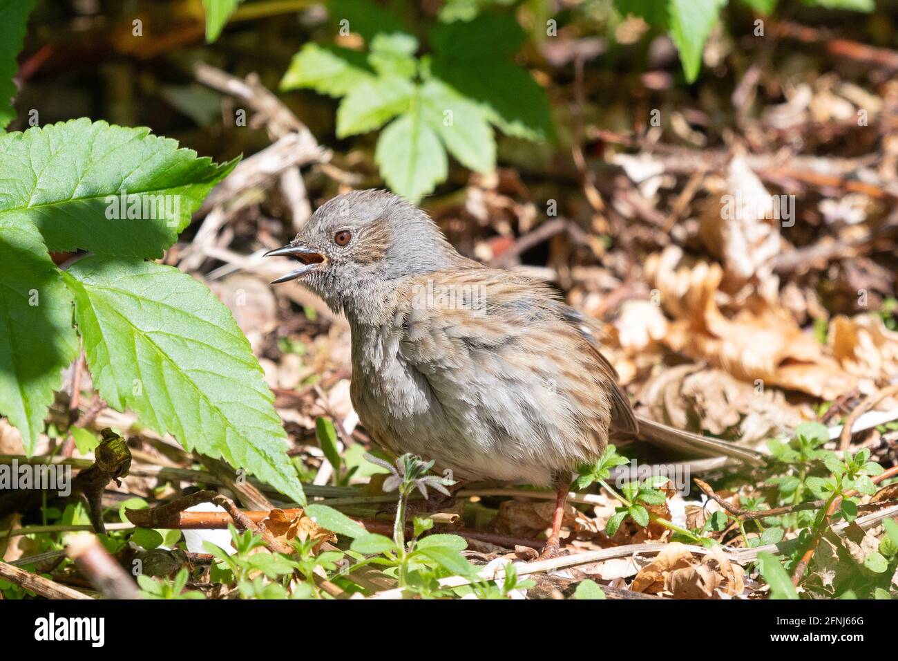Dunnock (Prunella modularis) sunbathing and preening to spread preen oil over the feathers and help get rid of any lice or parasites - UK Stock Photo