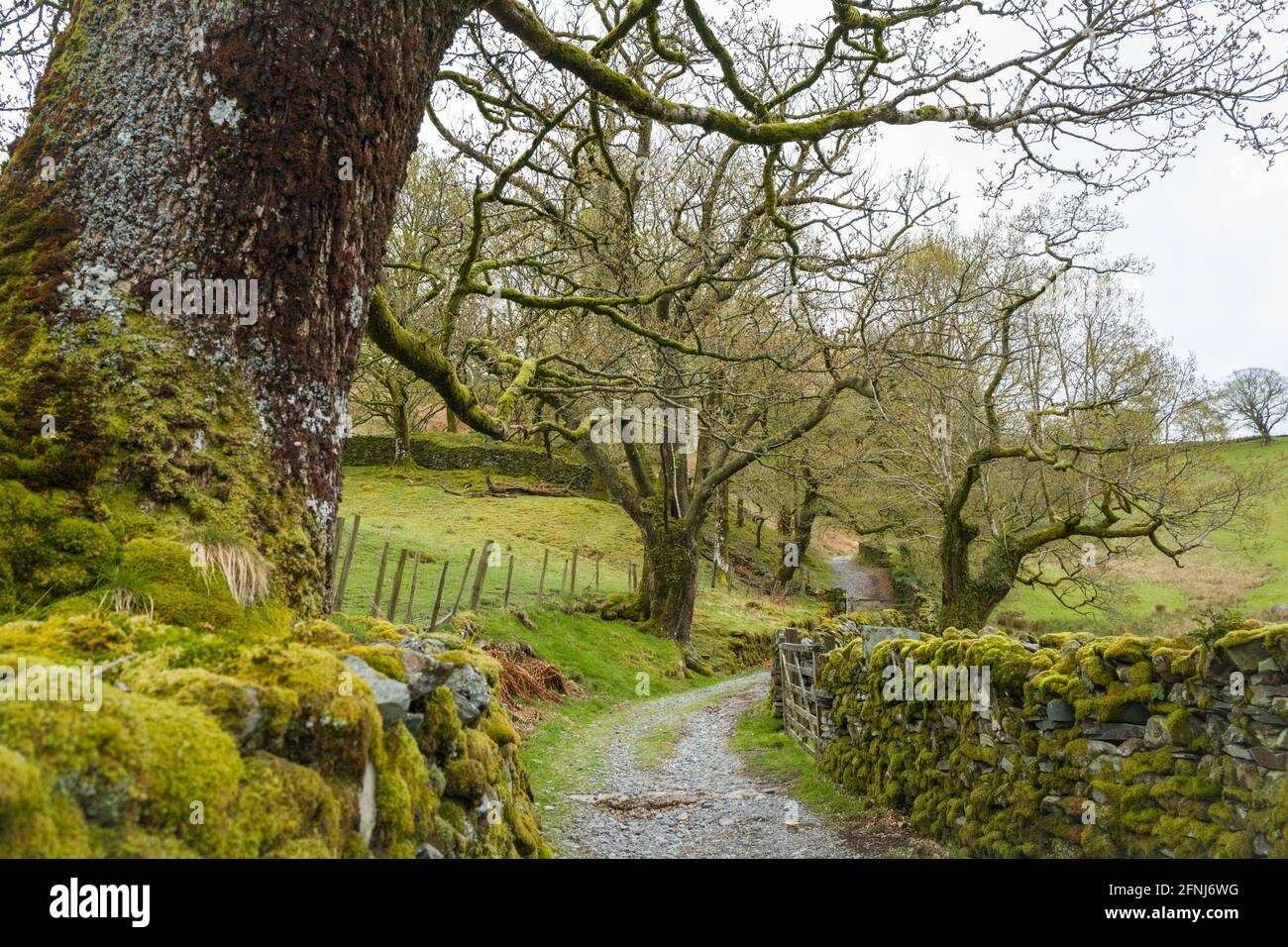 Narrow country lane with traditional dry stone walling, Coniston, Lake Disrtict, Cumbria, England. Stock Photo