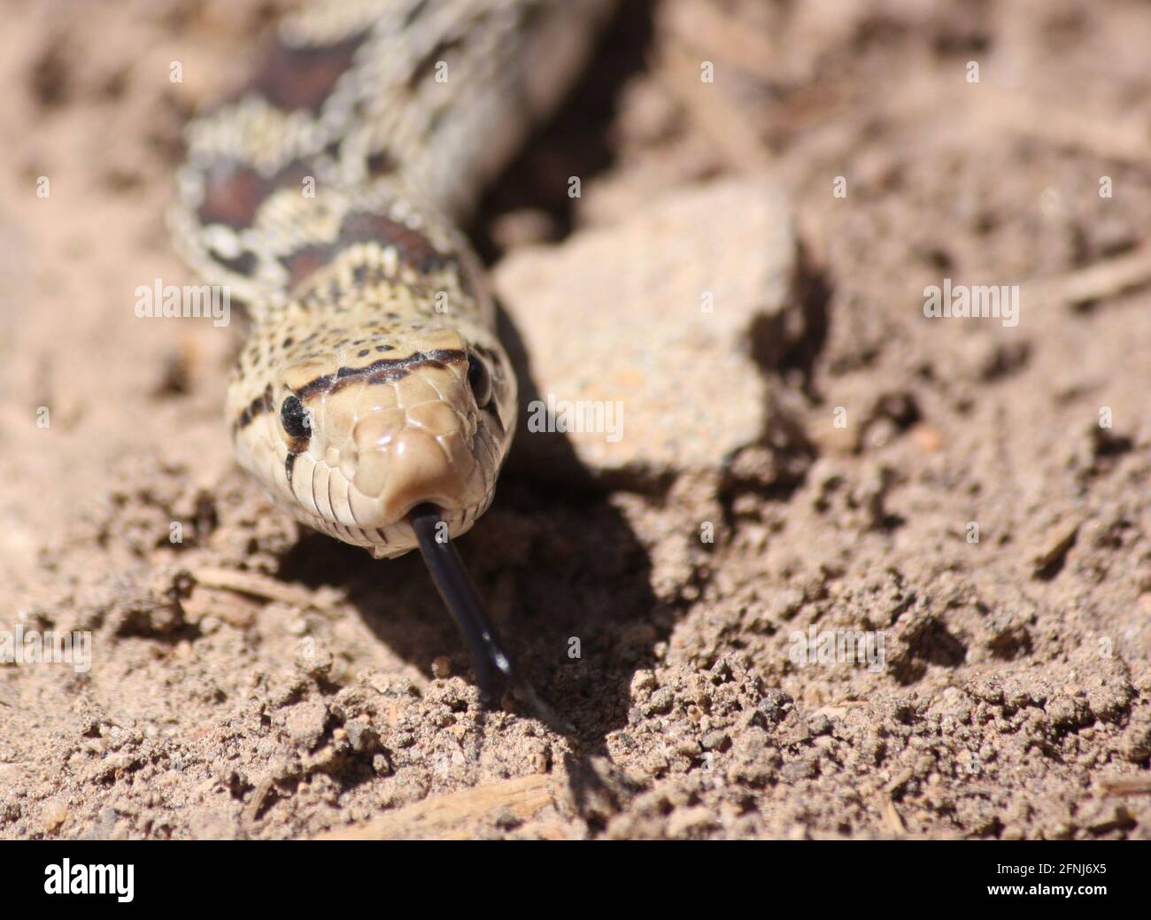 Close enough to kiss a gopher snake with its tongue out Stock Photo