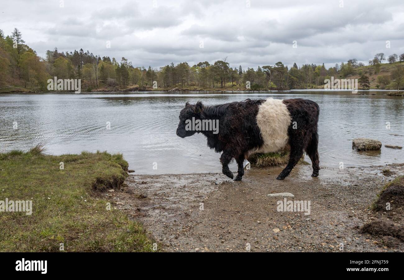 Belted Galloway is a traditional Scottish breed of beef cattle Stock ...