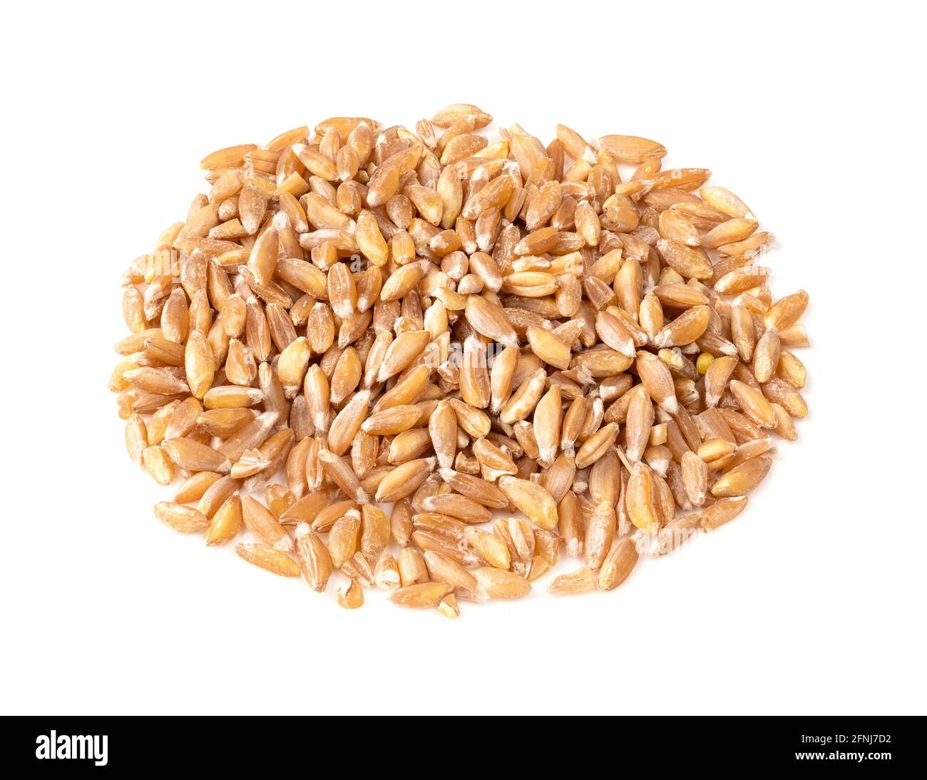 handful of whole Emmer farro hulled wheat grains closeup on white
