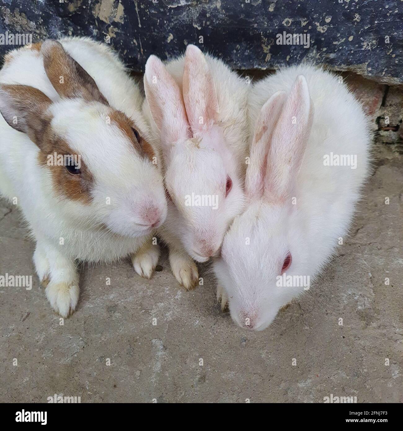 The Beautiful Rabbit Photography Stock Photo - Alamy