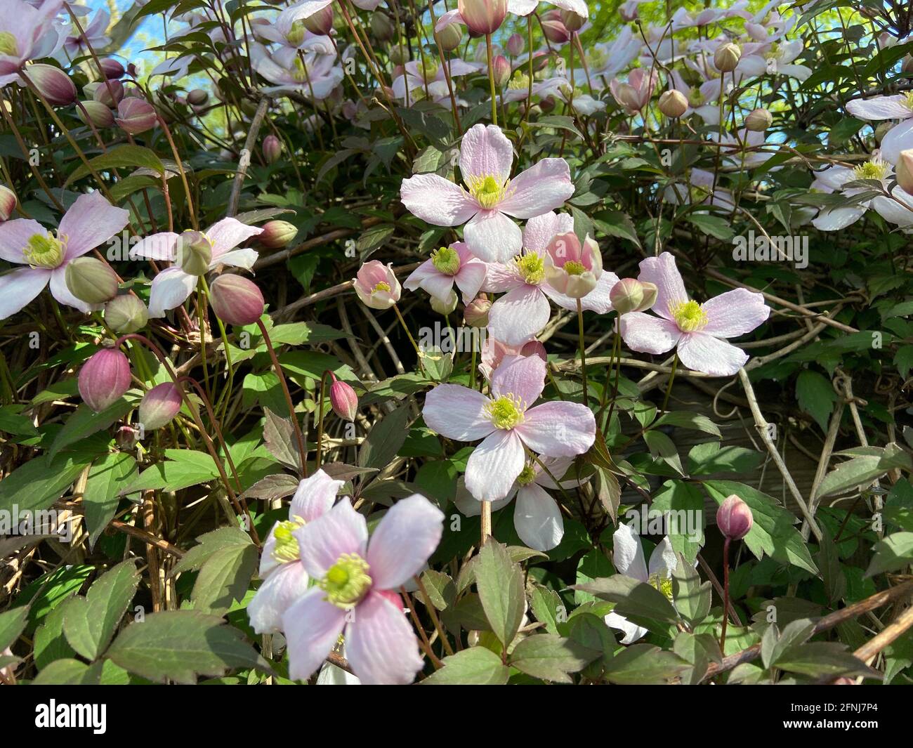 Clematis Montana Grandiflora Deciduous Scented Flowering Climbing Shrub Stock Photo Alamy