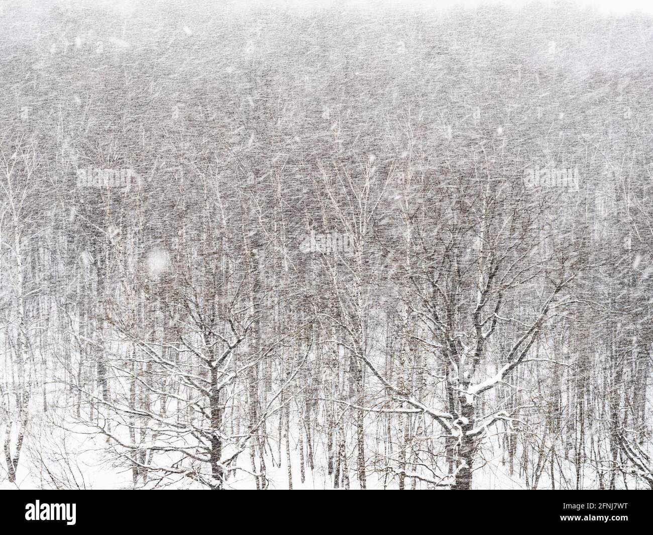 heavy snowfall over oak grove in forest on overcast winter day Stock Photo