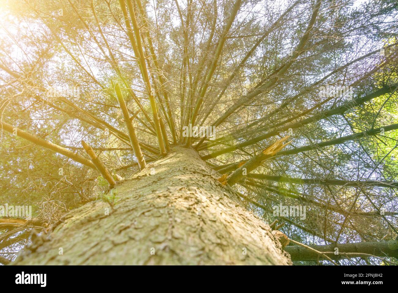 Tree top seen from the bottom. Up view of tree and sunlight effect. sun's rays make their way through the branches of a tree. Deciduous tree seen from Stock Photo