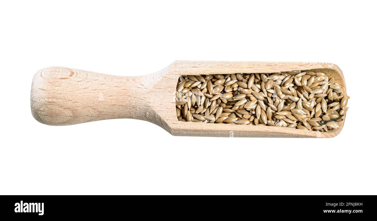 top view of unhulled scagliola canary seeds in wood scoop cutout on white background Stock Photo