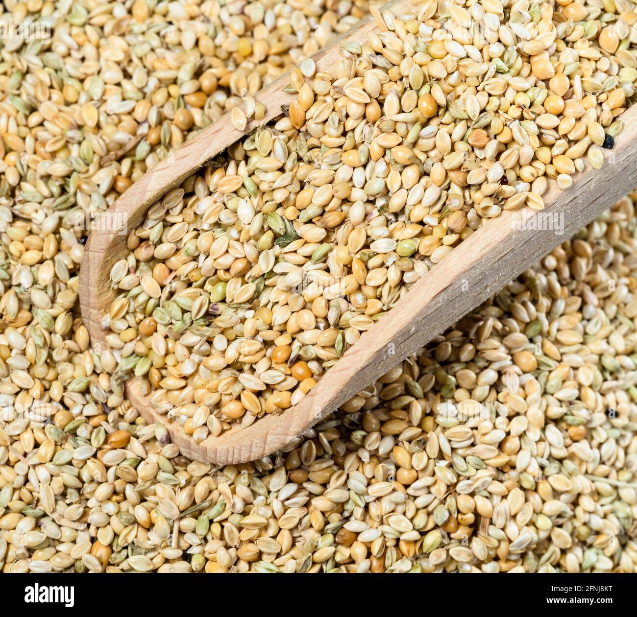 wooden scoop on pile of unhulled foxtail millet seeds closeup Stock