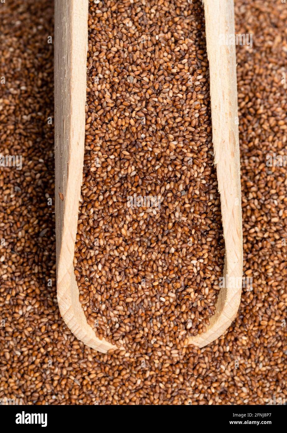 top view of wood scoop on pile of wholegrain teff seeds closeup Stock Photo