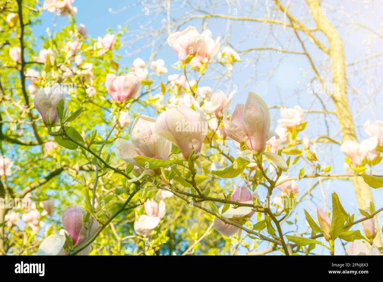 beautiful magnolia blossoms in the spring. Beautiful magnolia tree blossoms in springtime. Magnolia blossomed on sky background. Beginning of spring Stock Photo