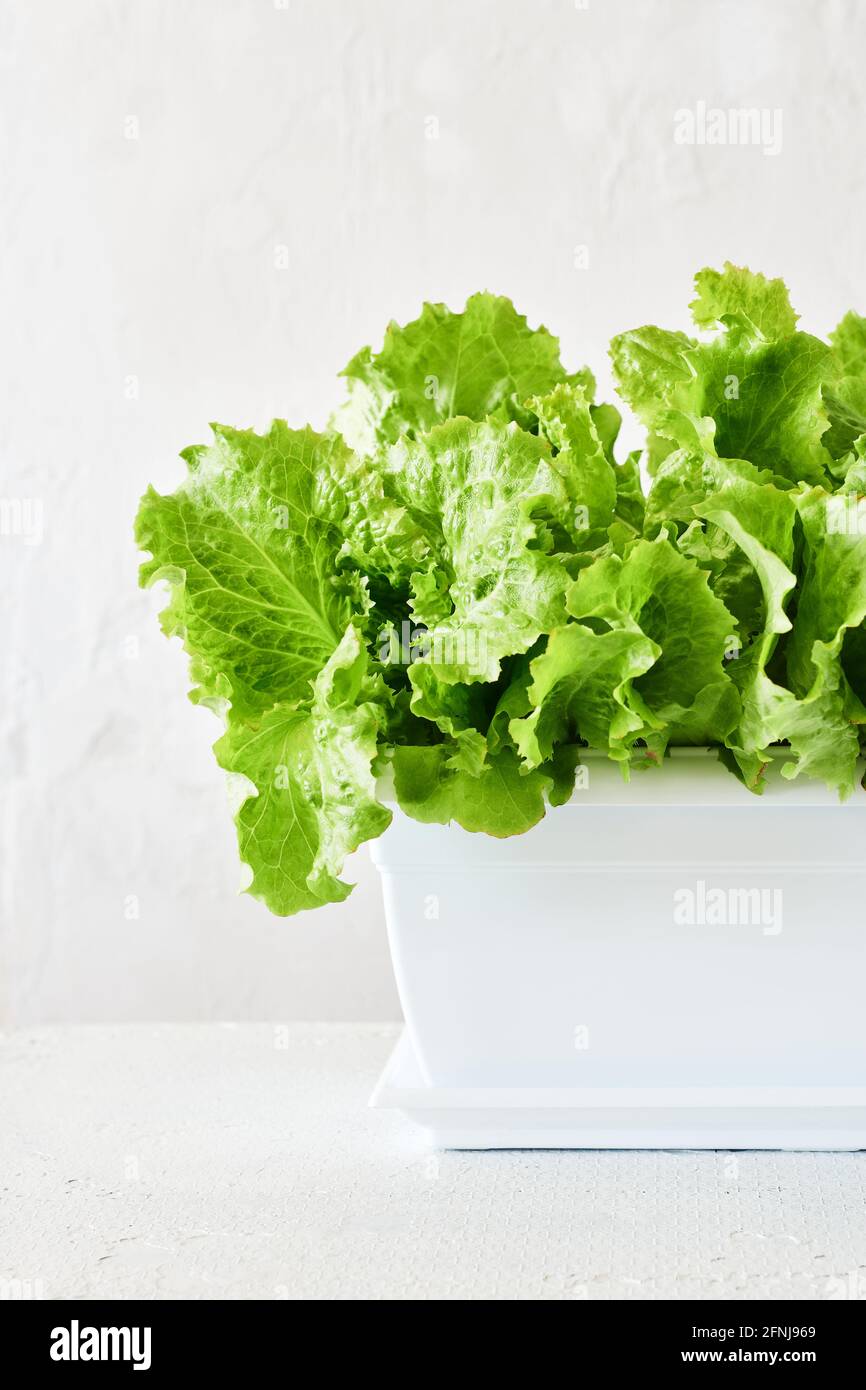 Lettuce in a box hires stock photography and images Alamy