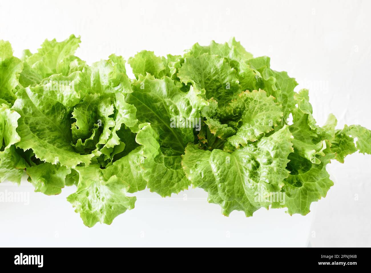 Fresh green lettuce leaves growing in a plant box, closeup Stock Photo