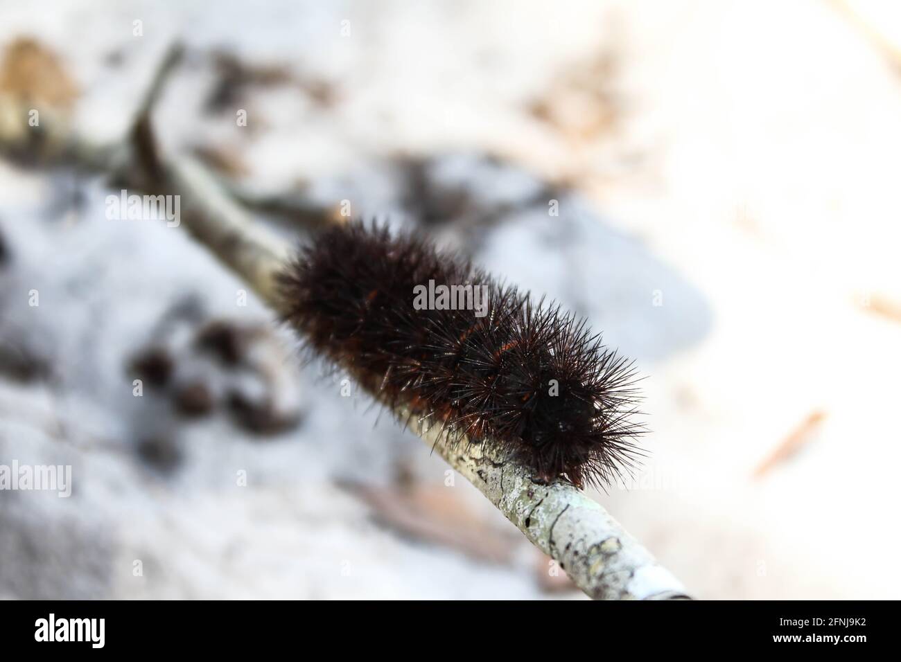 Giant Leopard moth caterpillar climbing on a stick. Black fuzzy caterpillar with spikes and red bands. Hypercompe scribonia Stock Photo