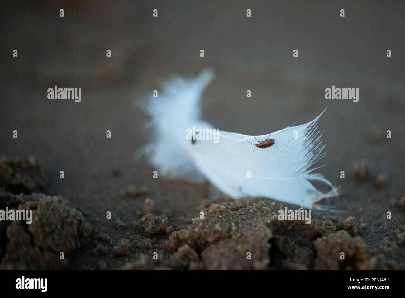 White bird feather in the sea sand with a brown beetle close-up on it. Stock Photo