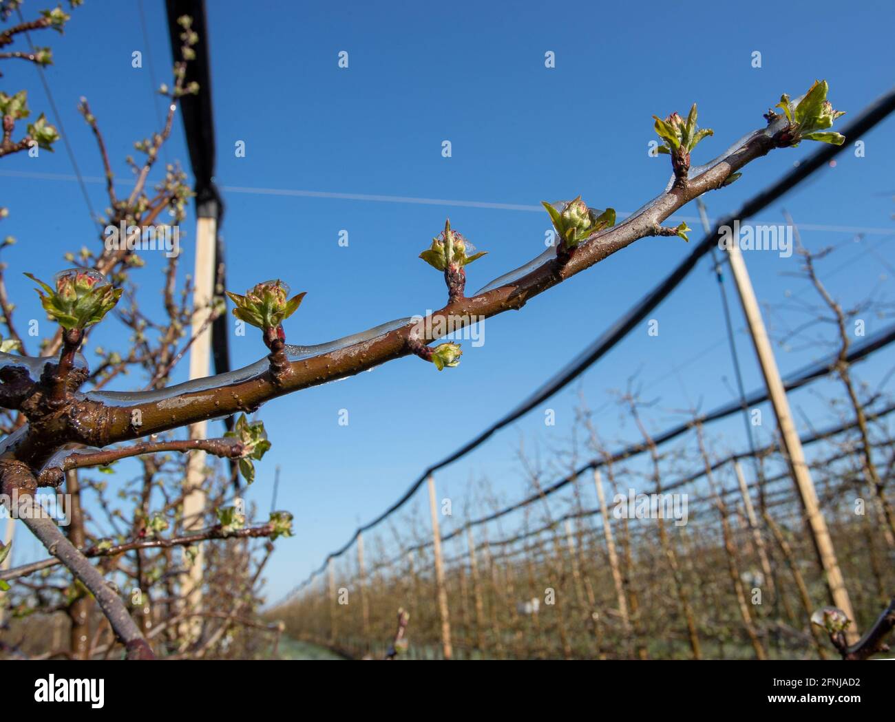 Frost protection fruit trees hi-res stock photography and images - Alamy