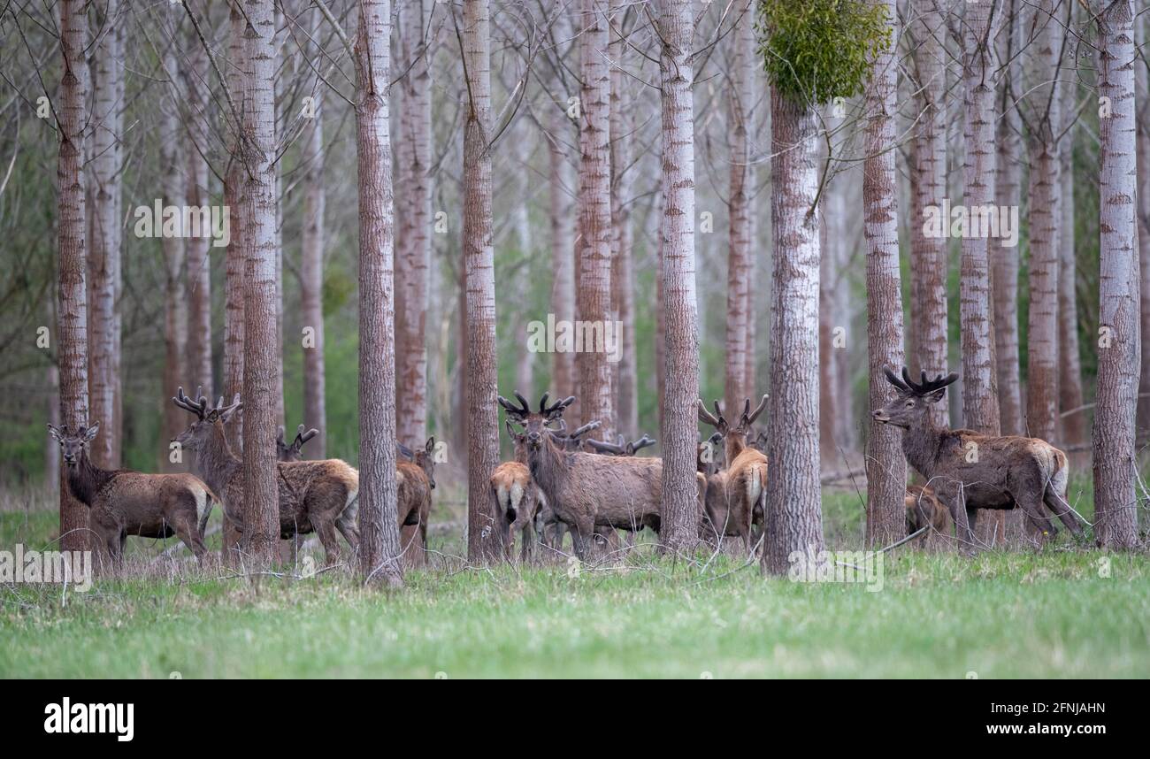 Group of red deer with growing antlers in spring walking in forest. Wildlife in natural habitat Stock Photo