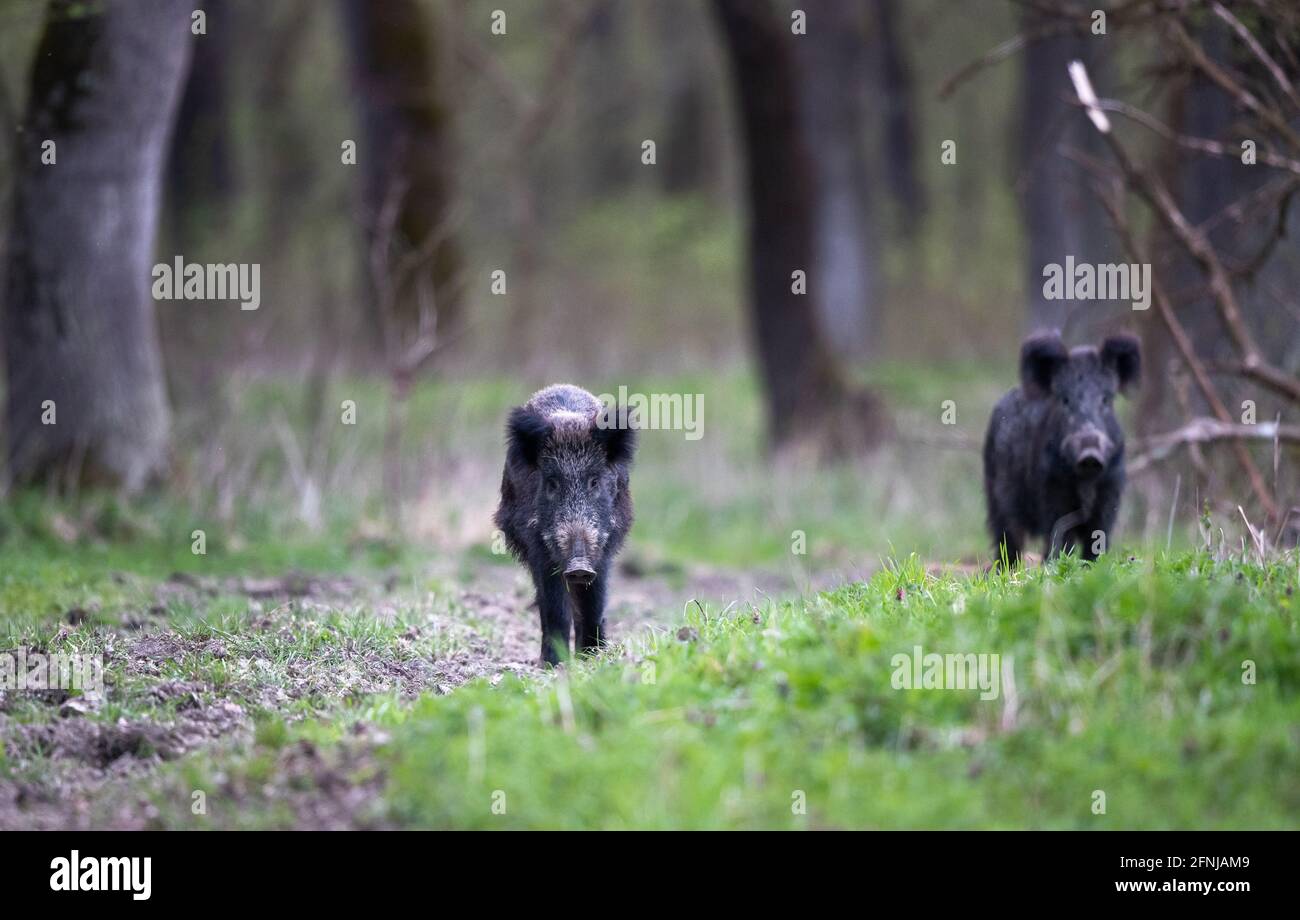 Wild boars (sus scrofa ferus) walking in forest. Wildlife in natural habitat Stock Photo