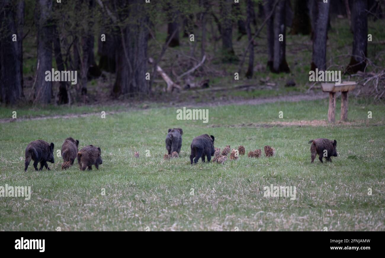 Group of wild boars (sus scrofa ferus) with piglets running on meadow in front of forest Stock Photo