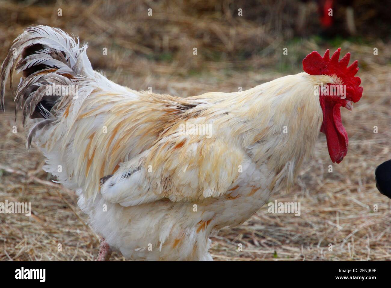 Large White Rooster Stock Photo - Alamy