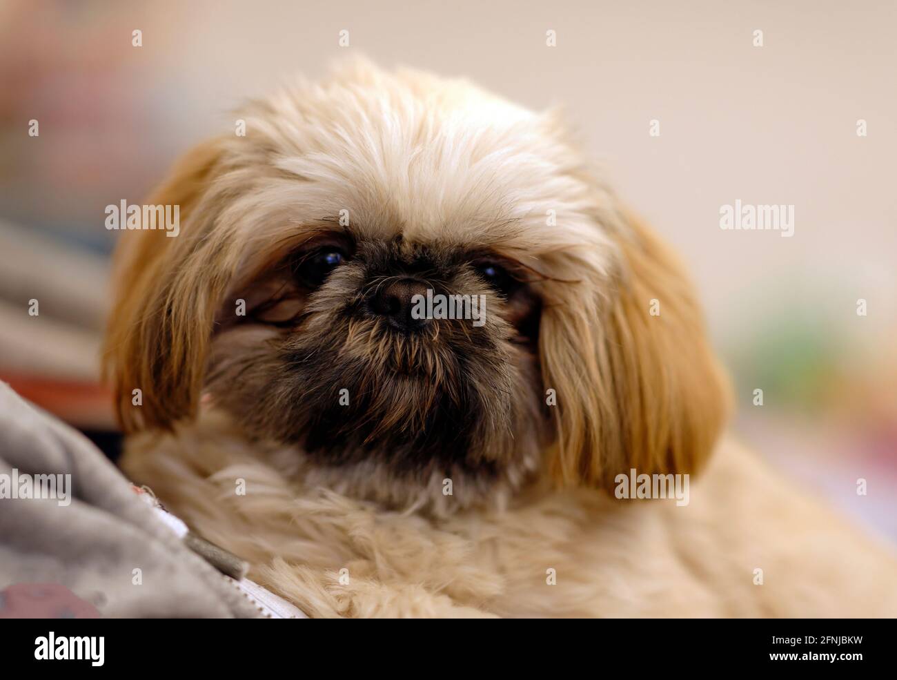 Shih tzu imperial hi-res stock photography and images - Alamy