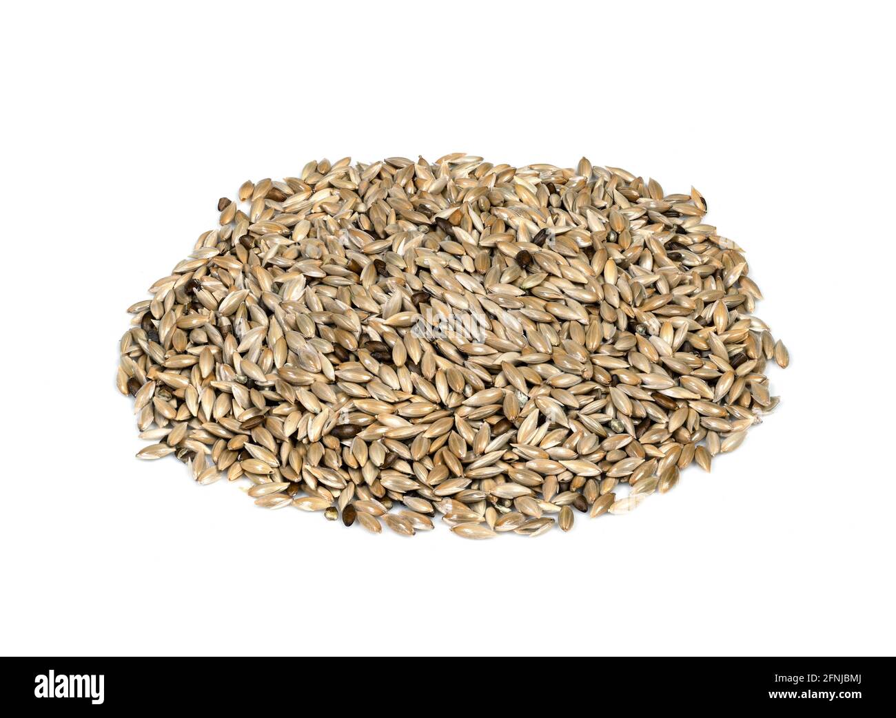 handful of unhulled scagliola canary seeds closeup on white background Stock Photo