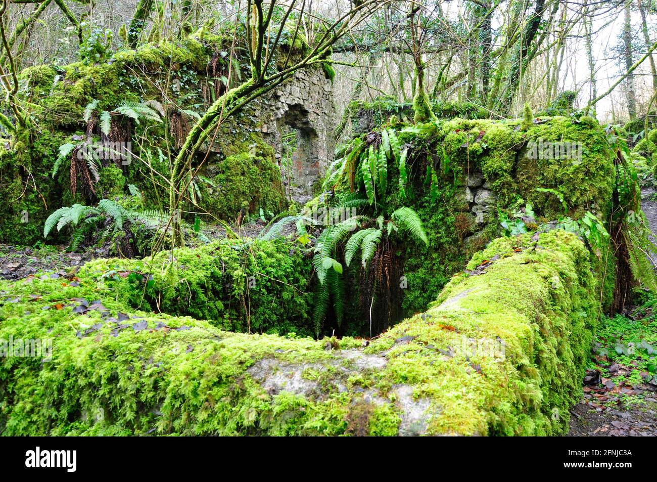 Moss and fern covered ruins at the Old Iron Works, Mells , Fussells' Lower Works.This is a biological Site of Special Scientific Interest, in the Wadb Stock Photo