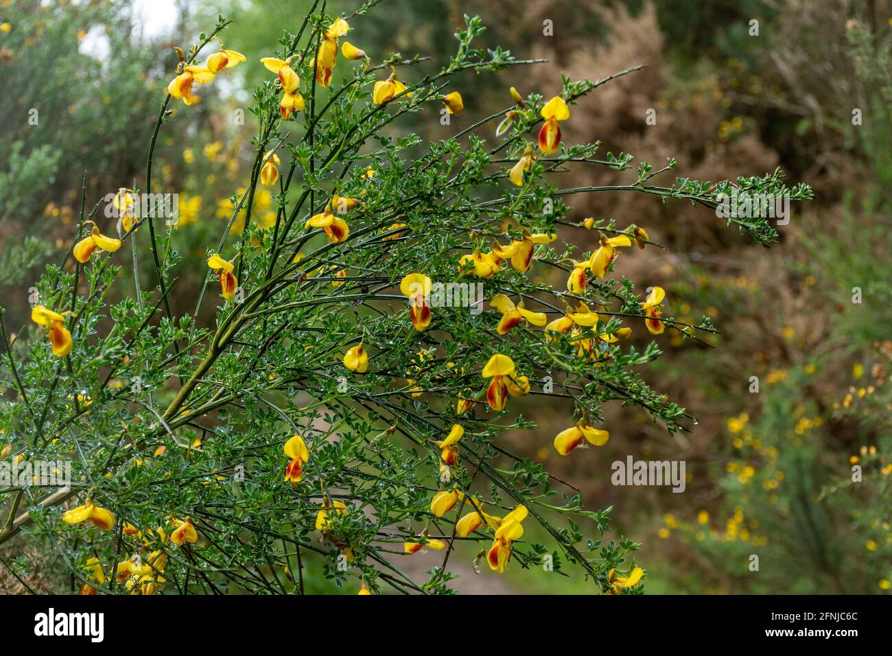 Common broom shrub (Cytisus scoparius) with colourful yellow and red flowers in May or Spring, UK Stock Photo