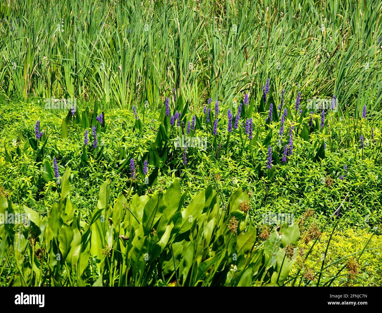 Mixture of aquatic plants, including the purple blooms of Pontederia