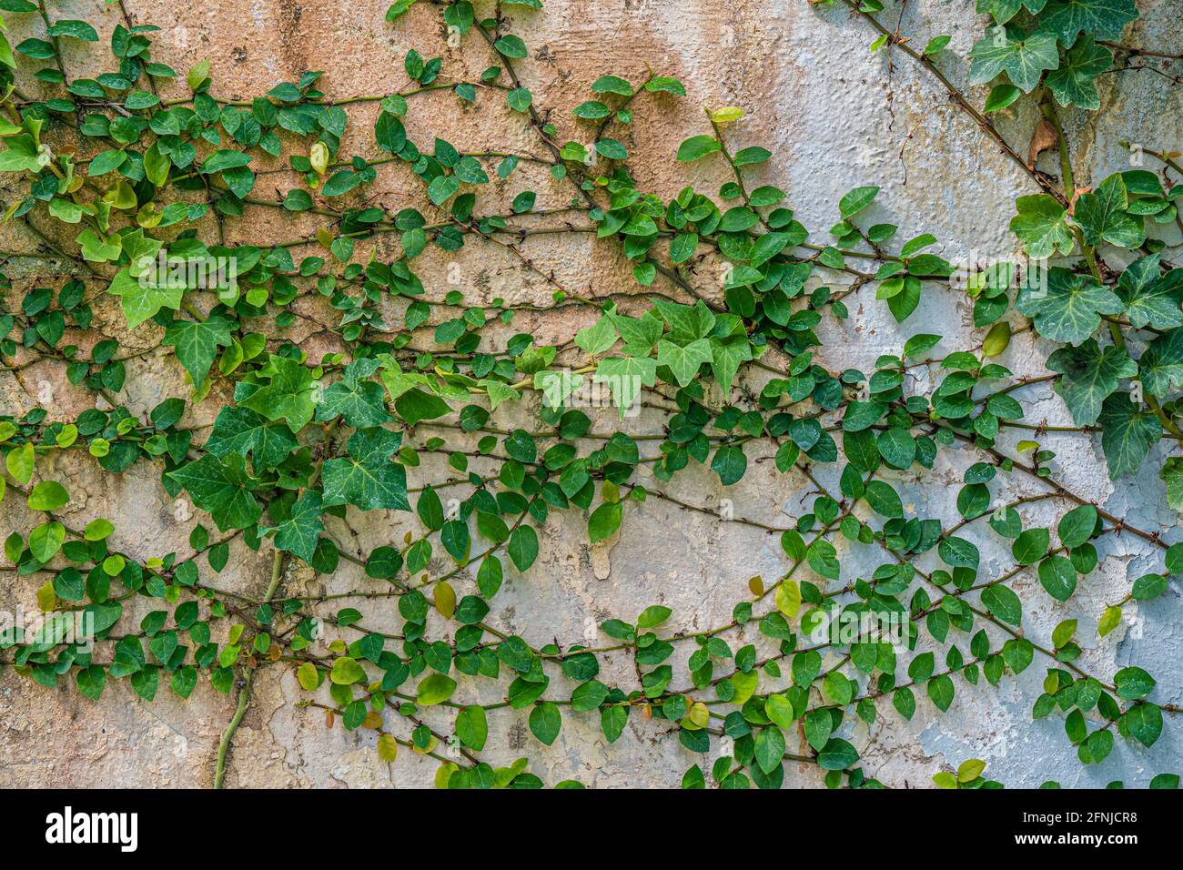 Creeper plant on a wall, Stock image