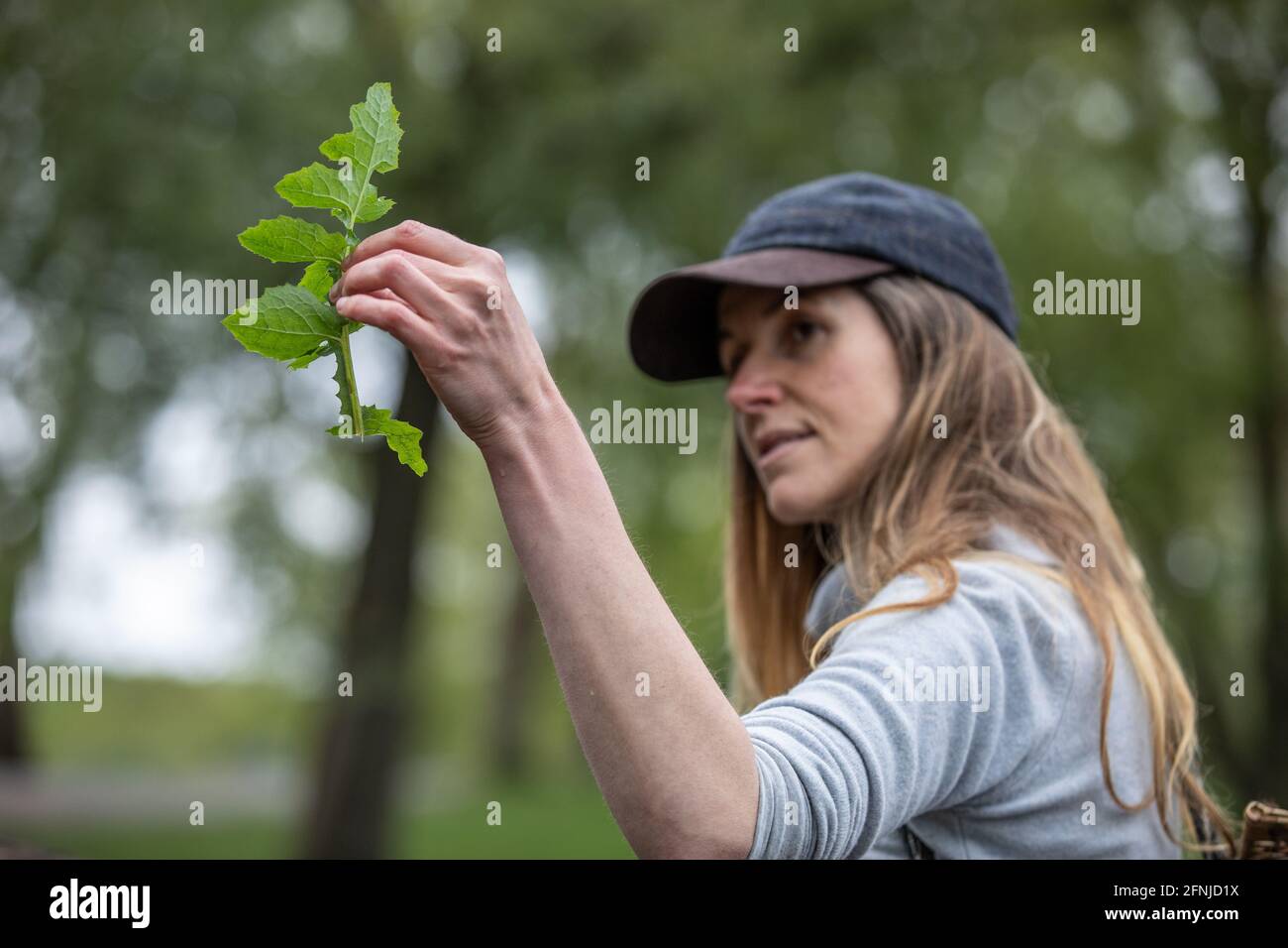 Tamara Colchester wild food teacher and guide leading Foraging guided tours which are becoming popular across Hampstead Heath, London, England, UK Stock Photo