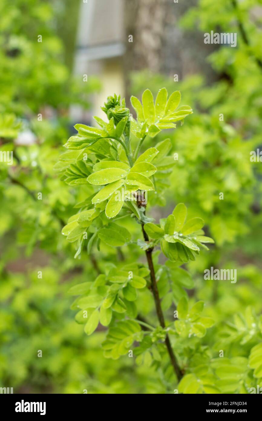Green plant leaves with dew drops close up Stock Photo - Alamy