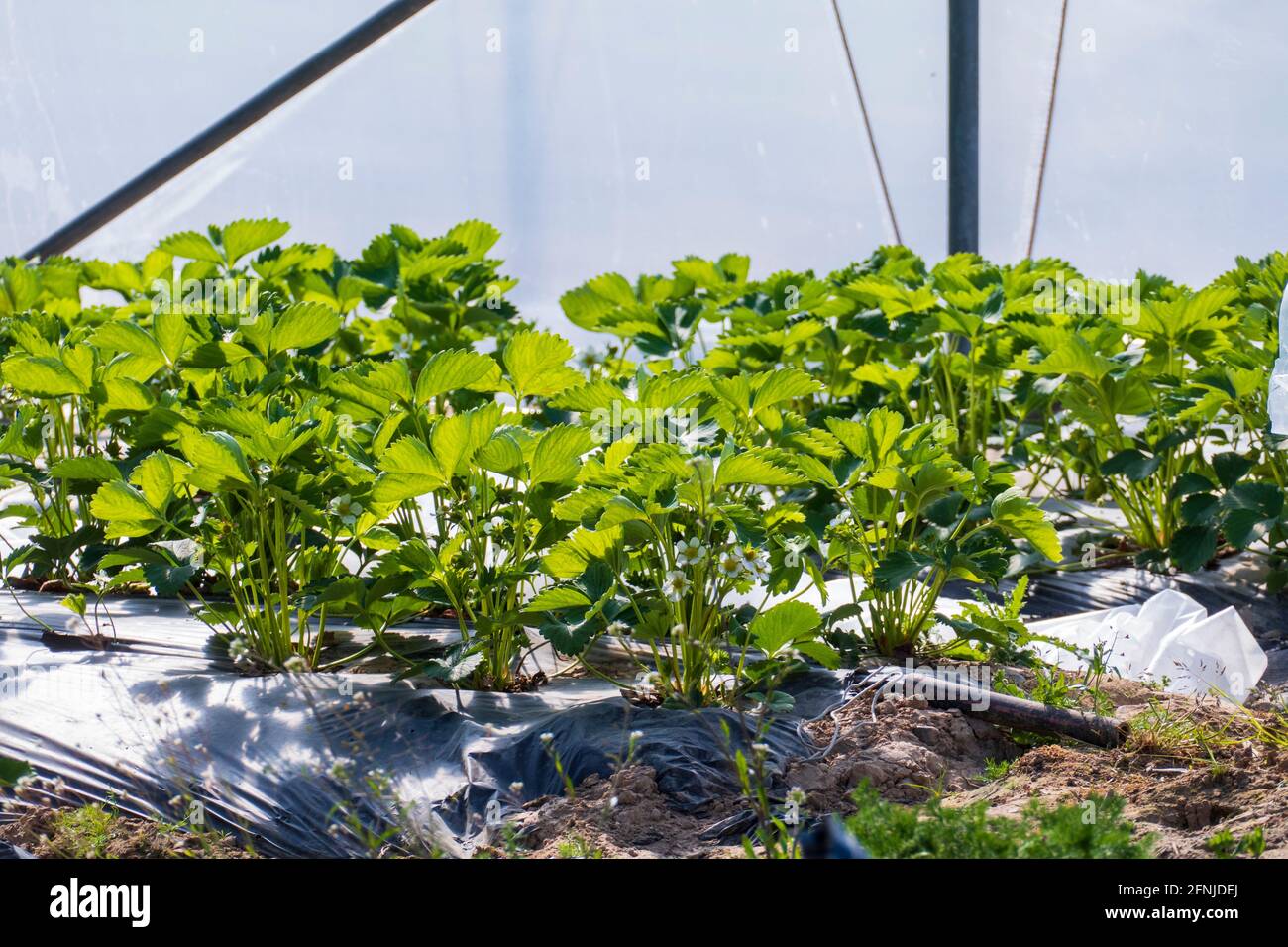 Erdbeer Pflanze wächst geschützt im Folientunnel Stock Photo