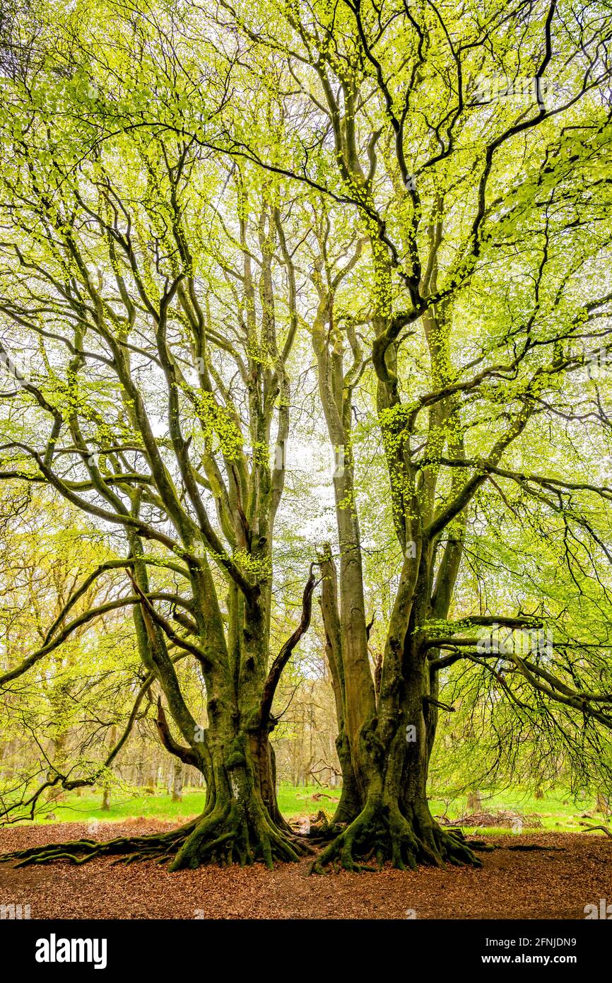 The 'Witness Trees', Kinclaven Woods, Perthshire, Scotland, UK Stock Photo